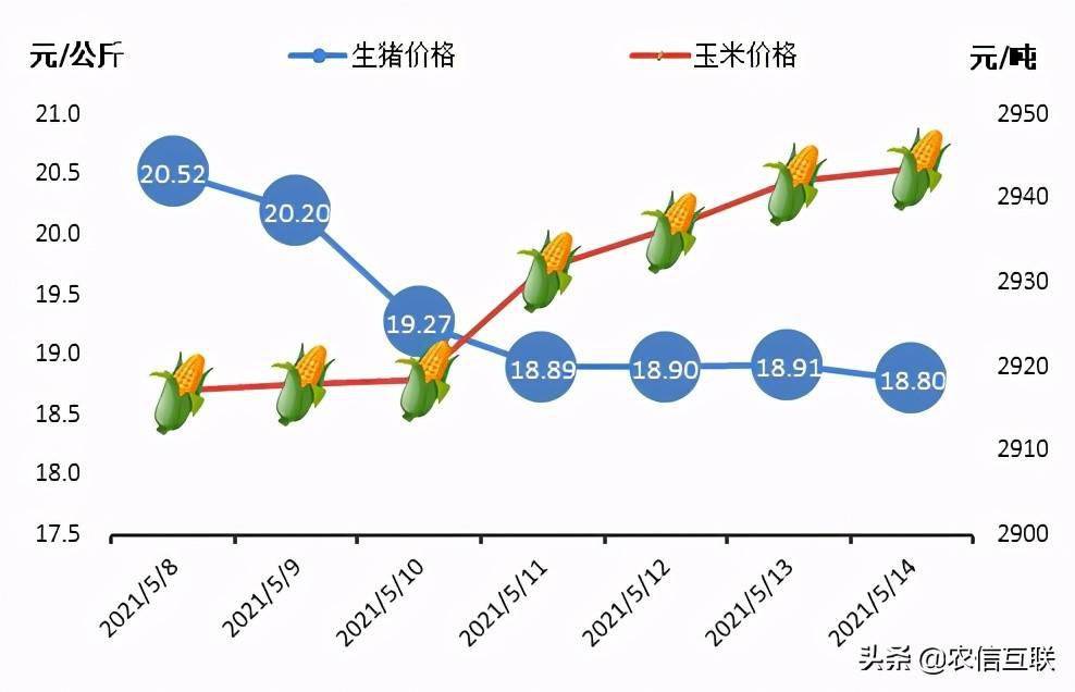 今日猪价最新动态，洞悉市场走势，掌握价格行情